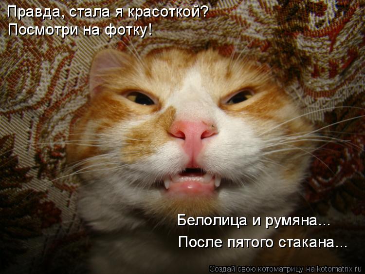 Котоматрица: Правда, стала я красоткой? Посмотри на фотку! Белолица и румяна... После пятого стакана...