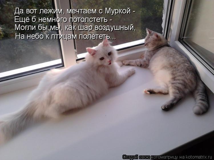 Котоматрица: Да вот лежим, мечтаем с Муркой -  Ещё б немного потолстеть -  Могли бы мы, как шар воздушный, На небо к птицам полететь...