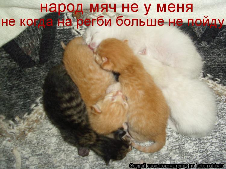 Котоматрица: народ мяч не у меня не когда на регби больше не пойду