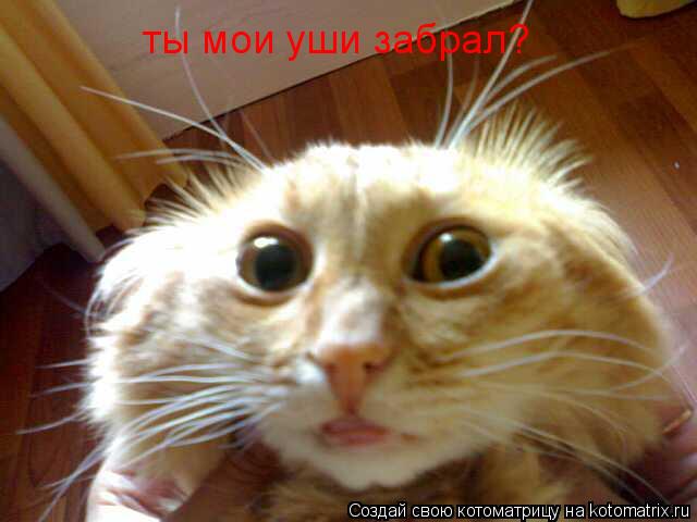 Котоматрица: ты мои уши забрал?