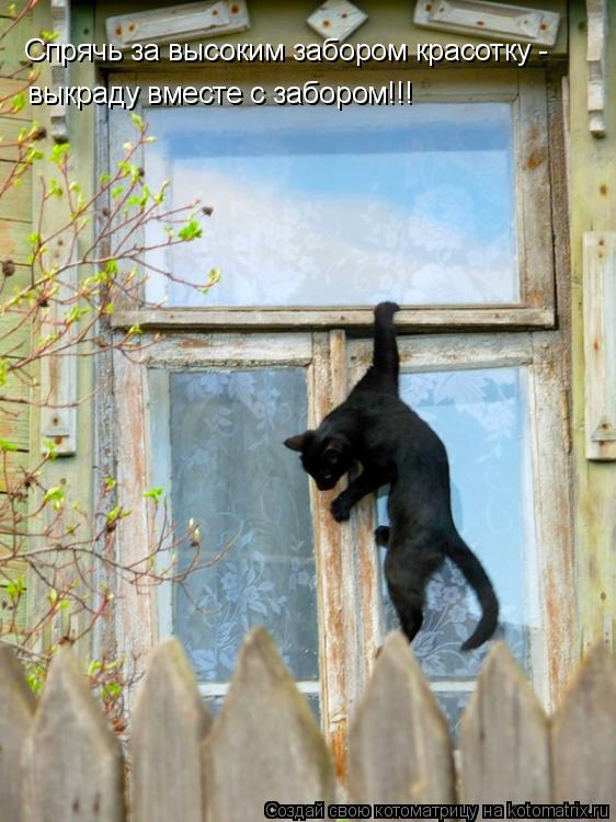Котоматрица: Спрячь за высоким забором красотку - выкраду вместе с забором!!!