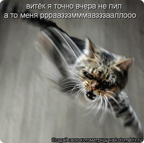 Котоматрица: витёк я точно вчера не пил а то меня ррраазззмммаазззааллооо