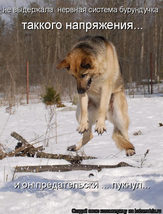 Котоматрица: не выдержала  нервная система бурундучка таккого напряжения... и он предательски ... пукнул...