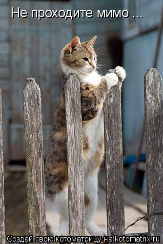 Котоматрица: Не проходите мимо ...