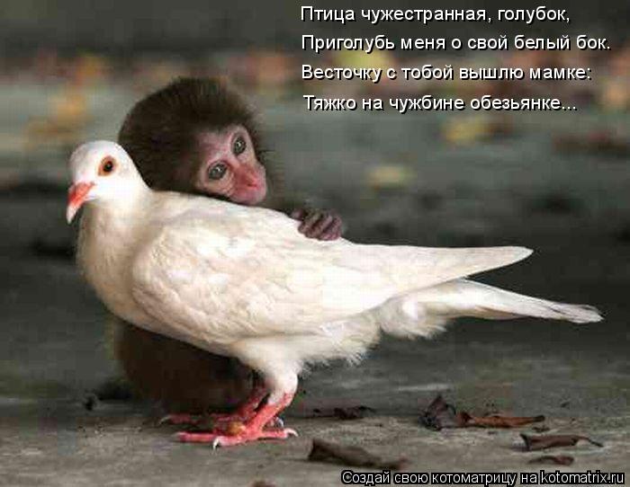 Котоматрица: Птица чужестранная, голубок, Приголубь меня о свой белый бок. Весточку с тобой вышлю мамке: Тяжко на чужбине обезьянке...