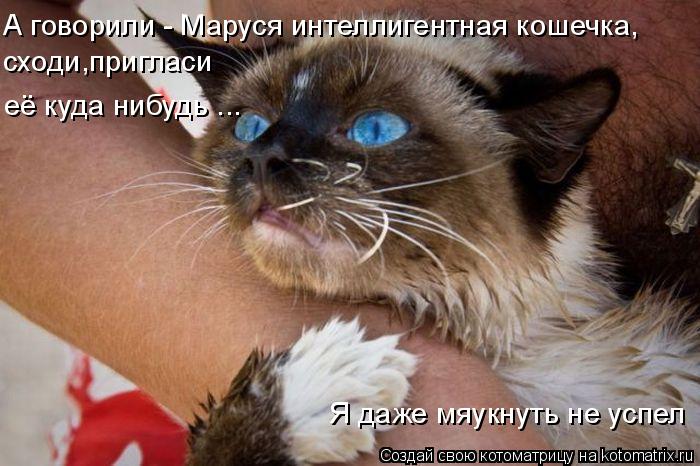 Котоматрица: сходи,пригласи её куда нибудь ... Я даже мяукнуть не успел А говорили - Маруся интеллигентная кошечка,
