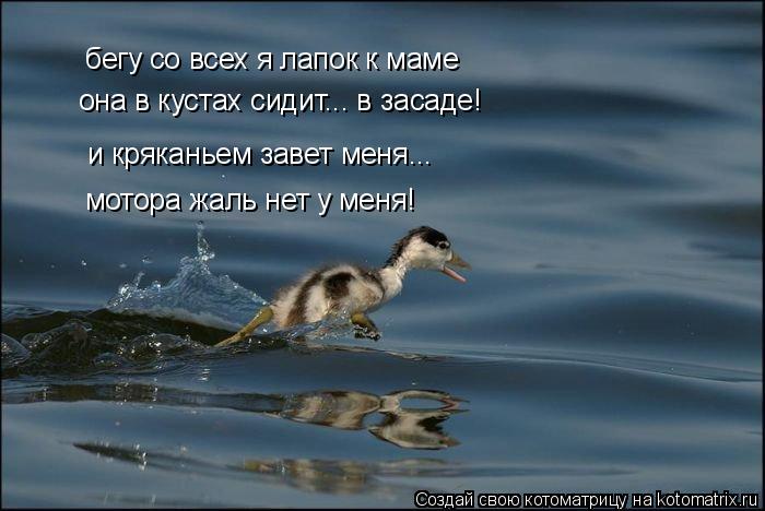 Котоматрица: бегу со всех я лапок к маме и кряканьем завет меня... мотора жаль нет у меня! она в кустах сидит... в засаде!