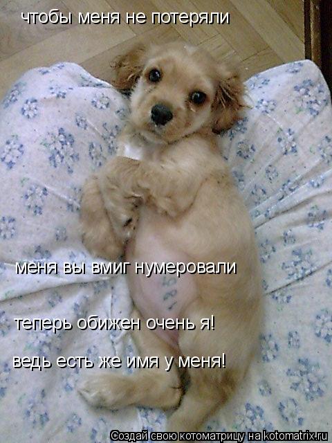 Котоматрица: чтобы меня не потеряли меня вы вмиг нумеровали теперь обижен очень я! ведь есть же имя у меня!