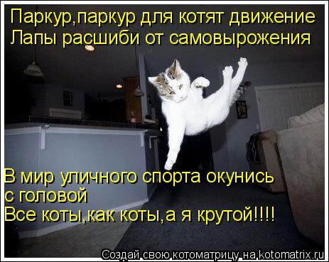 Котоматрица: Паркур,паркур для котят движение Лапы расшиби от самовырожения В мир уличного спорта окунись с головой Все коты,как коты,а я крутой!!!!