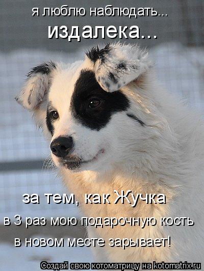 Котоматрица: я люблю наблюдать... издалека... за тем, как Жучка в 3 раз мою подарочную кость    в новом месте зарывает!