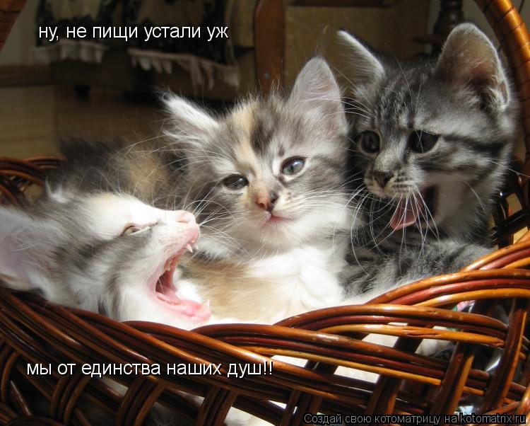 Котоматрица: ну, не пищи устали уж мы от единства наших душ!!