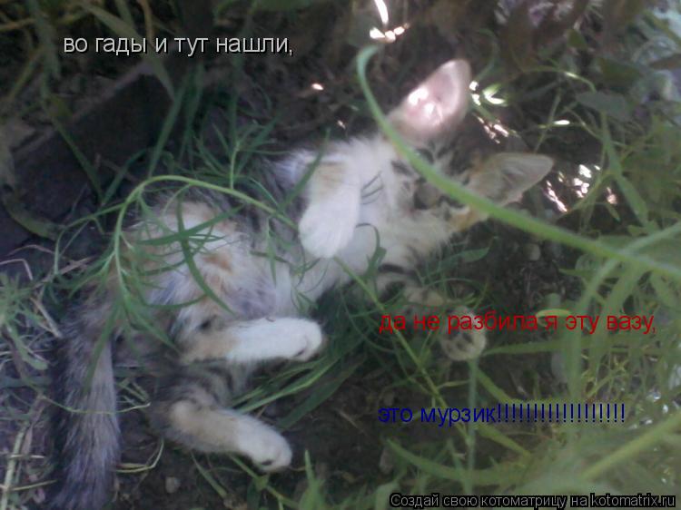Котоматрица: во гады и тут нашли, да не разбила я эту вазу, это мурзик!!!!!!!!!!!!!!!!!!