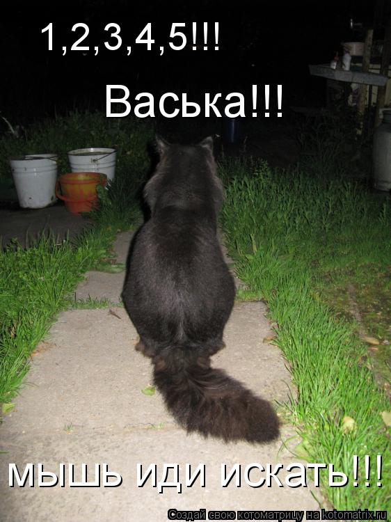Котоматрица: 1,2,3,4,5!!! Васька!!!  мышь иди искать!!!