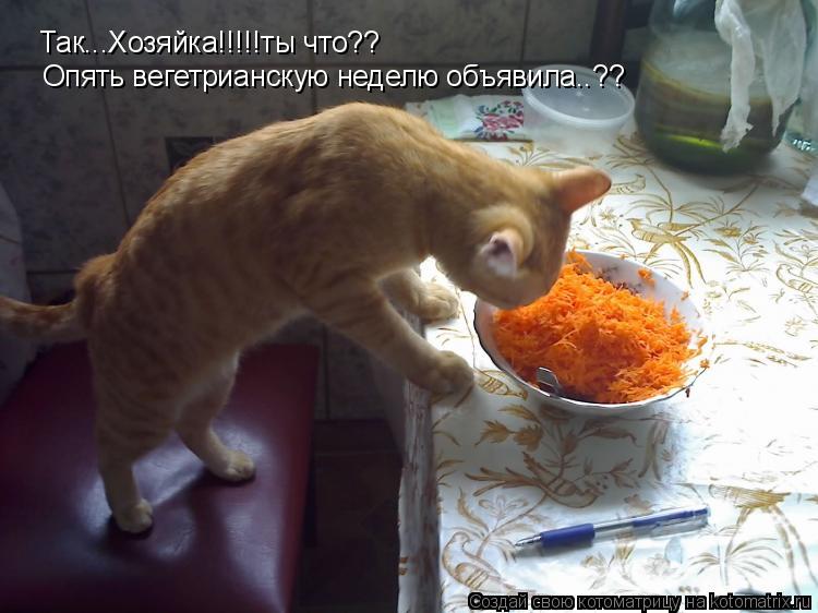Котоматрица: Так...Хозяйка!!!!!ты что?? Опять вегетрианскую неделю объявила..??