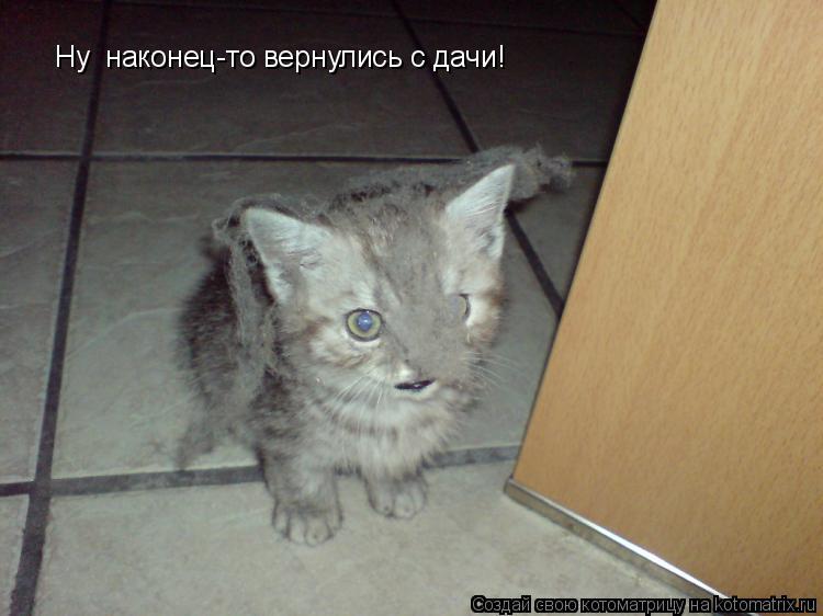 Котоматрица: Ну  наконец-то вернулись с дачи!
