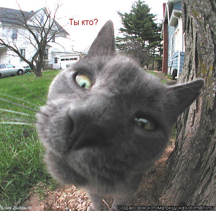 Котоматрица: Ты кто?