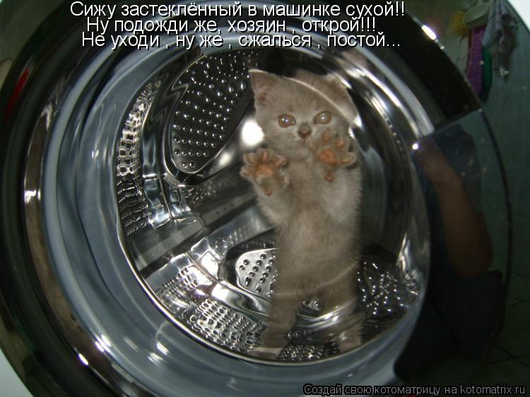 Котоматрица: Сижу застеклённый в машинке сухой!! Ну подожди же, хозяин , открой!!! Не уходи , ну же , сжалься , постой...
