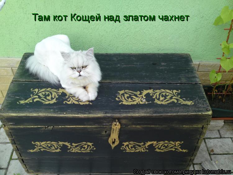 Котоматрица: Там кот Кощей над златом чахнет