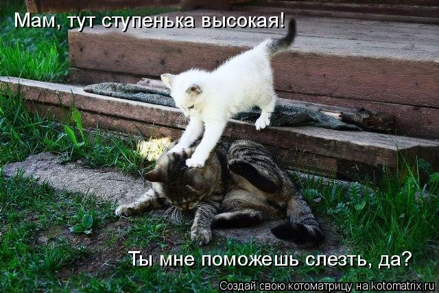 Котоматрица: Мам, тут ступенька высокая! Ты мне поможешь слезть, да?