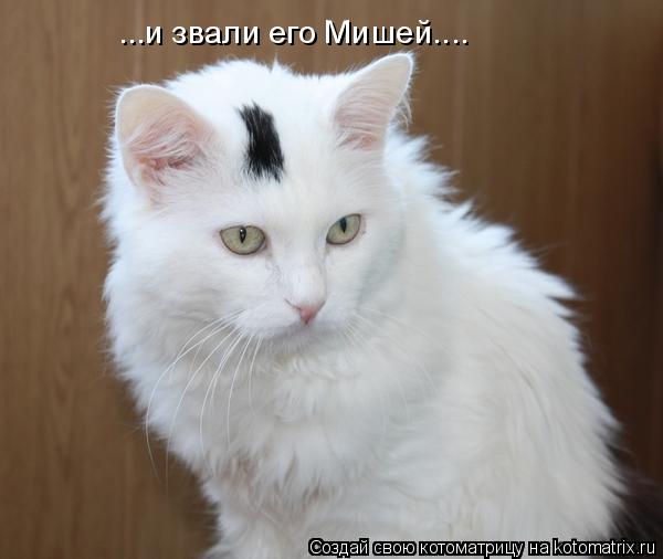 Котоматрица: ...и звали его Мишей....