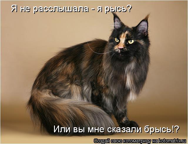 Котоматрица: Я не расслышала - я рысь? Или вы мне сказали брысь!?