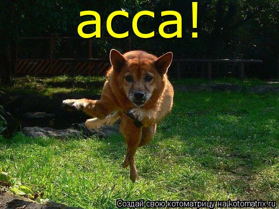 Котоматрица: асса!