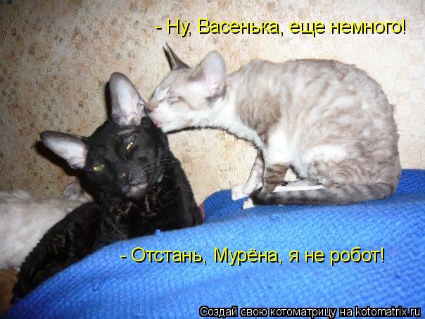 Котоматрица: - Ну, Васенька, еще немного! - Отстань, Мурёна, я не робот!