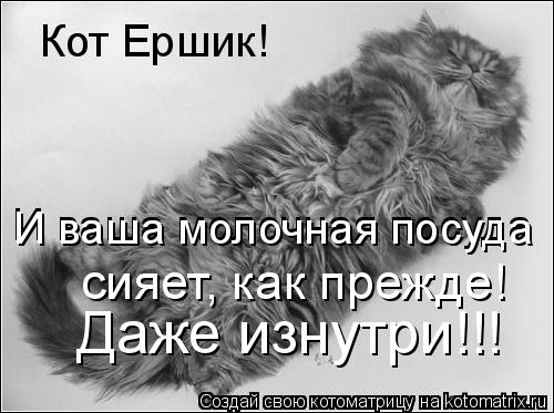 Котоматрица: Даже изнутри!!! Кот Ершик! сияет, как прежде! И ваша молочная посуда И ваша молочная посуда