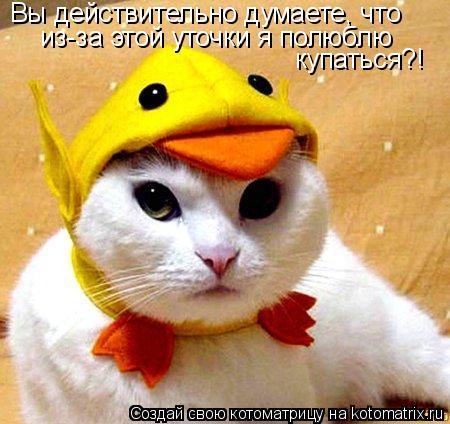 Котоматрица: Вы действительно думаете, что  из-за этой уточки я полюблю купаться?!