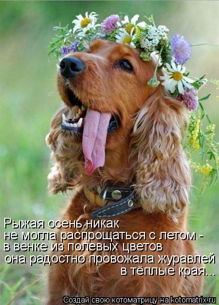 Котоматрица: Рыжая осень никак  не могла распрощаться с летом -  в венке из полевых цветов она радостно провожала журавлей  в тёплые края...