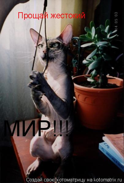 Котоматрица: Прощай жестокий МИР!!!