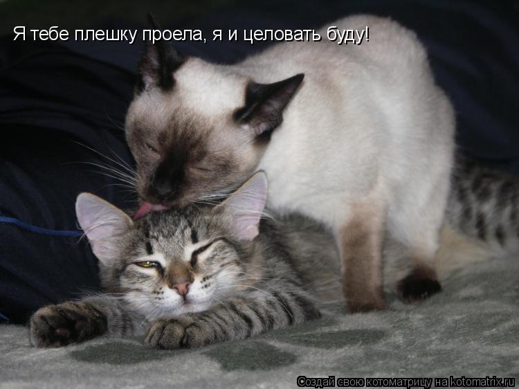 Котоматрица: Я тебе плешку проела, я и целовать буду!