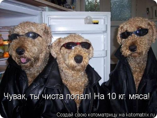 Котоматрица: Чувак, ты чиста попал! На 10 кг. мяса!
