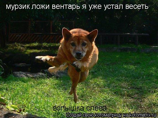 Котоматрица: вспышка слева  мурзик ложи вентарь я уже устал весеть