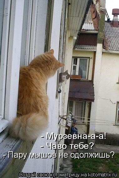 Котоматрица: - Мурзевна-а-а!  - Чаво тебе? - Пару мышов не одолжишь?