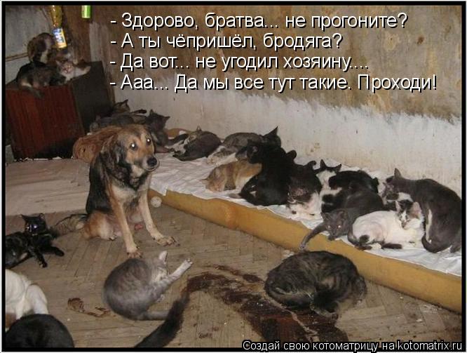 Котоматрица: - Здорово, братва... не прогоните? - А ты чёпришёл, бродяга? - Да вот... не угодил хозяину.... - Ааа... Да мы все тут такие. Проходи!