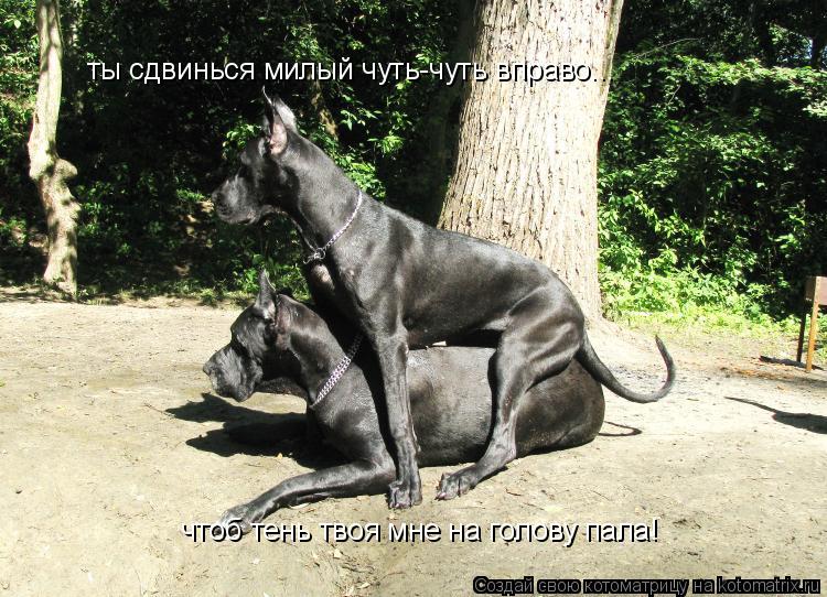 Котоматрица: ты сдвинься милый чуть-чуть вправо... чтоб тень твоя мне на голову пала!
