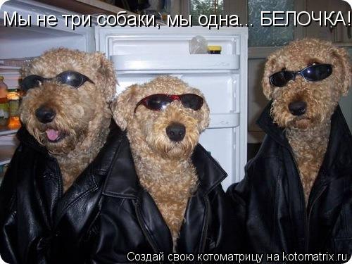 Котоматрица: Мы не три собаки, мы одна... БЕЛОЧКА!!!!