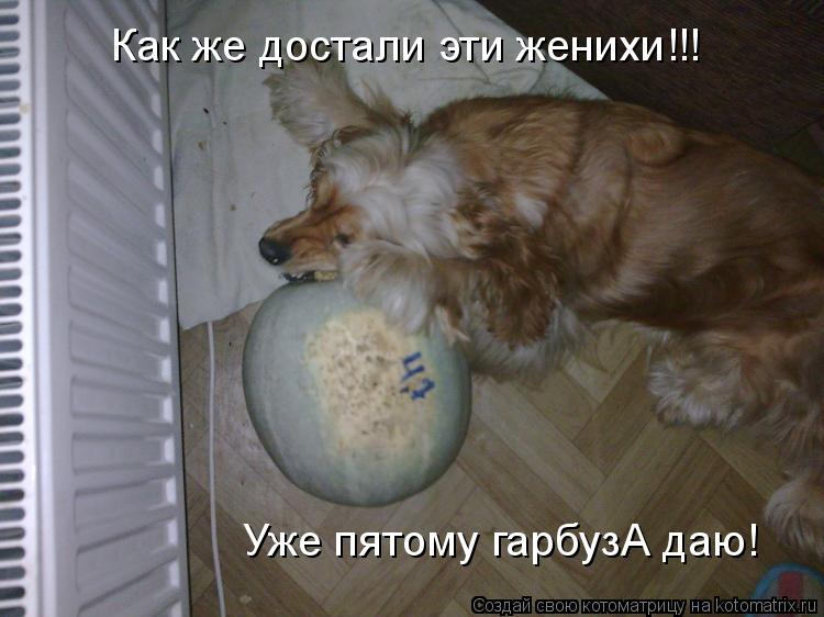 Котоматрица: Как же достали эти женихи!!!   Уже пятому гарбузА даю!