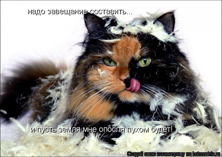Котоматрица: надо завещание составить... и пусть земля мне опосля пухом будет!