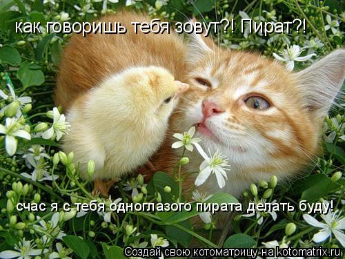 Котоматрица: как говоришь тебя зовут?! Пират?! счас я с тебя одноглазого пирата делать буду!