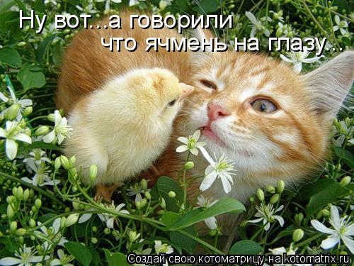 Котоматрица: Ну вот...а говорили что ячмень на глазу...