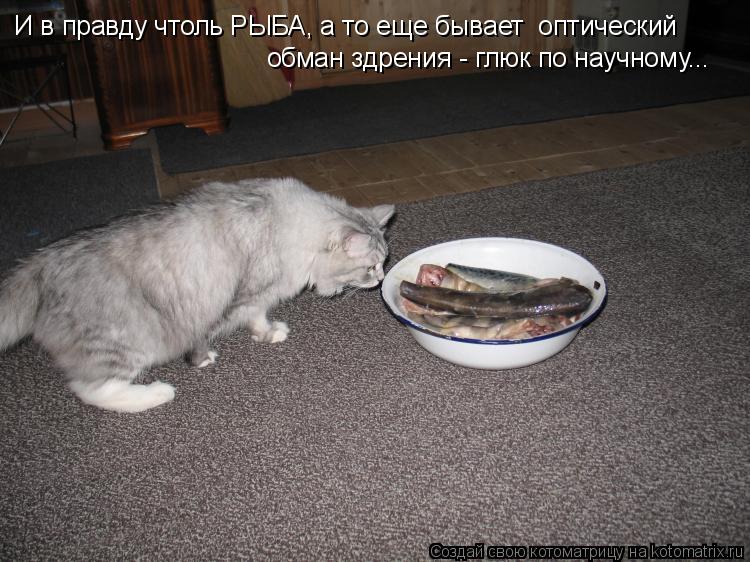 Котоматрица: И в правду чтоль РЫБА, а то еще бывает  оптический обман здрения - глюк по научному...