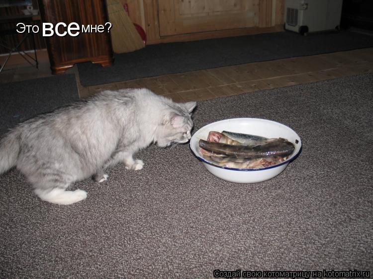 Котоматрица: Это  все мне?
