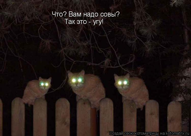 Котоматрица: Что? Вам надо совы? Так это - угу!