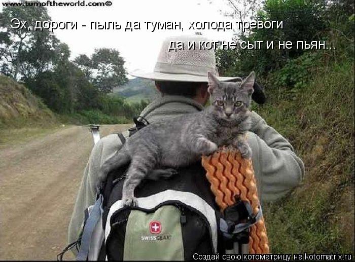Котоматрица: Эх, дороги - пыль да туман, холода тревоги да и кот не сыт и не пьян...