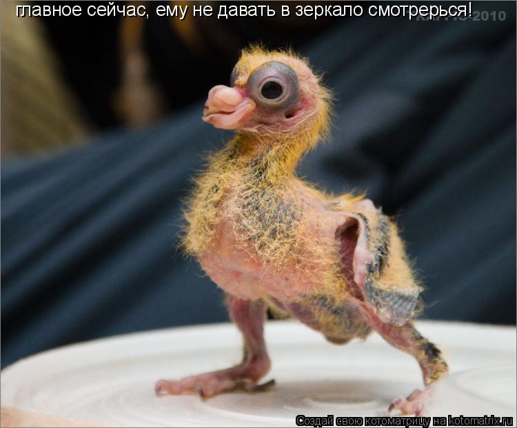 Котоматрица: главное сейчас, ему не давать в зеркало смотрерься!