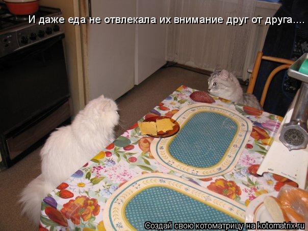 Котоматрица: И даже еда не отвлекала их внимание друг от друга....