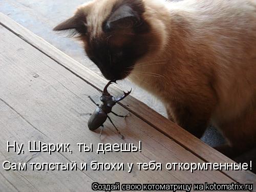 Котоматрица: Ну, Шарик, ты даешь! Сам толстый и блохи у тебя откормленные!