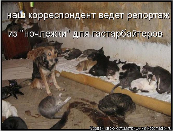 Котоматрица: наш корреспондент ведет репортаж  из "ночлежки" для гастарбайтеров